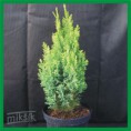 Chamaecyparis lawsoniana "Ellwood´s Gold" - cypruštek Lawsonov